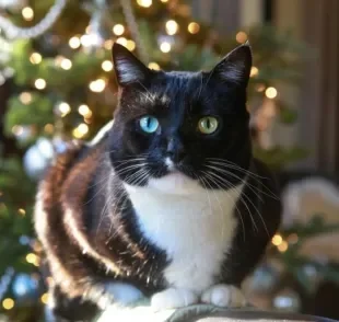 Gato e árvore de Natal é uma relação que pode dar certo com alguns cuidados