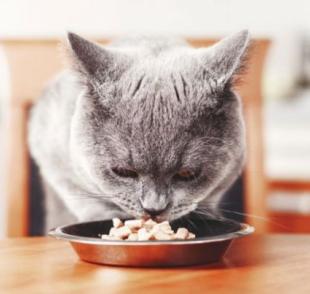 A alimentação do gato tem forte relação com a saúde mental do bichano