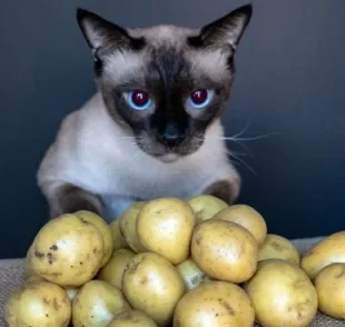 Será que os gatos podem comer batata e batata doce? Descubra a resposta!