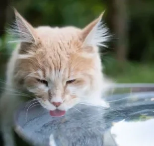 O gato sente calor e precisa de maior hidratação durante o verão