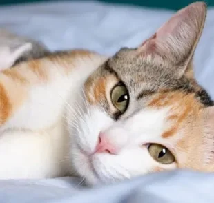  A hiperplasia mamária felina causa lesões nas mamas do pet 