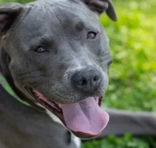  Procurar nomes para Pitbull fêmea com significados pode facilitar o processo de escolha 