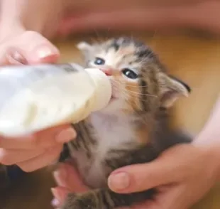  O filhote de gato precisa começar uma dieta com leite materno, e só depois comer alimentos sólidos 