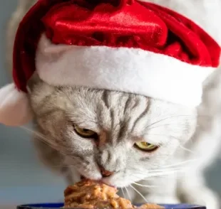O que gato pode comer: fazer receita especial para o felino aproveitar o Natal é a melhor opção
