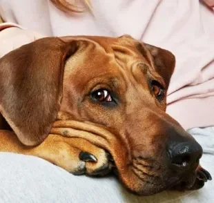 Patinha do cachorro vermelha deve ser analisada por profissional