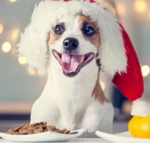 Petisco para cachorro é perfeito para celebrar o Natal junto com seu amigo de quatro patas