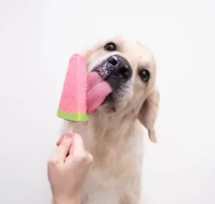 O picolé é um petisco para cachorro que ajuda a aliviar o calor nos doguinhos