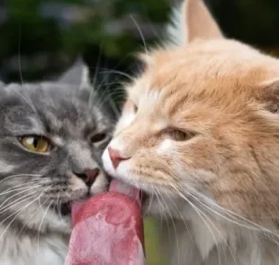 Petisco para gato: os felinos gostam de carne animal, porém ela precisa ser feita de forma segura