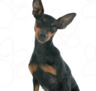 O cachorro Pinscher pode ter diferentes tamanhos, mas tem características únicas