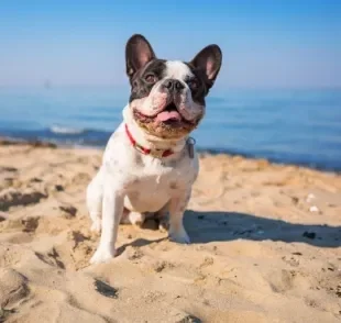 O protetor solar para cachorro é importante no verão e em todas as outras estações do ano