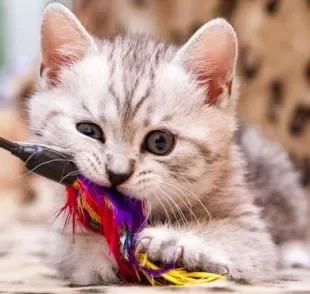 Escolher brinquedos para gatos agitados é mais fácil do que você imagina! Confira algumas dicas