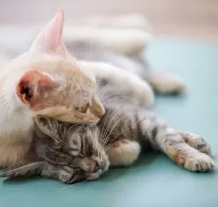 O luto de gato é comum, principalmente entre felinos que convivem há muito tempo juntos