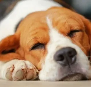 A média de quantas horas um cachorro dorme é bem diferente dos humanos