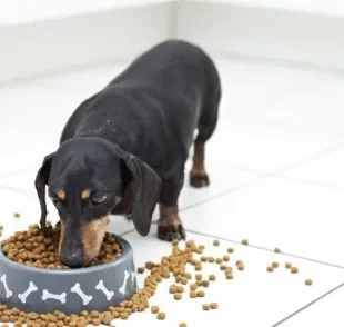 A ração de cachorro deve ser oferecida apenas duas vezes por dia na vida adulta