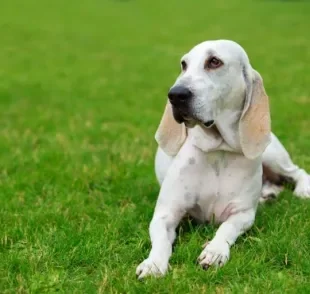 O cachorro Billy, além de ser bom de caça, é um ótimo cão de companhia