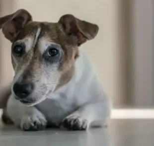 A bicheira em cachorro deixa o animal com ferimentos na pele, dores e inflamação