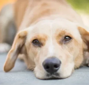 O repelente para cachorro protege o animal das picadas de mosquitos