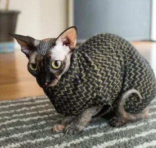 A roupa para gato ajuda a aquecer animais sem pelo nos dias mais frios