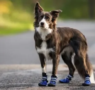 O uso de sapato de cachorro divide opiniões entre os tutores