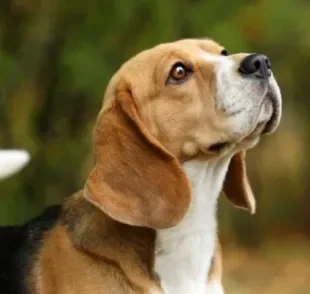 Orelha grande, pequena, rígida, caída, pontuda... são muitos os tipos que a orelha que o cachorro pode ter!