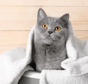 Shampoo a seco para gatos: uma das melhores opções do produto para os felinos