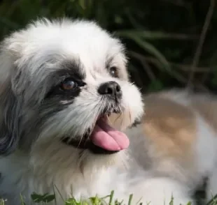 Manter Shih Tzu tosado no verão é importante para o bem-estar do cachorro