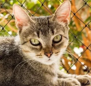 Tela de proteção para gatos: o cuidado deve se estender até na hora de escolher a melhor opção para a sua casa
