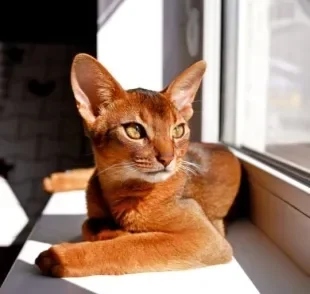 O protetor solar para gatos é uma forma de cuidar da saúde e bem-estar do seu amigo