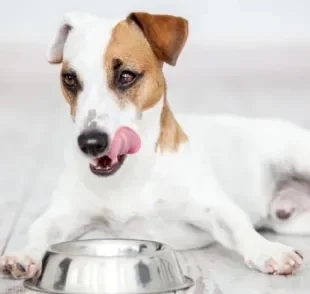 Cachorro que come muito rápido pode ter complicações durante a digestão