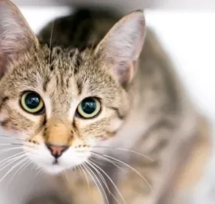 O olho de gato é sensível e pode sofrer com muitas doenças, como a uveíte felina