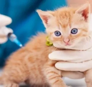 As vacinas para gatos são a principal maneira de prevenir doenças graves no animal