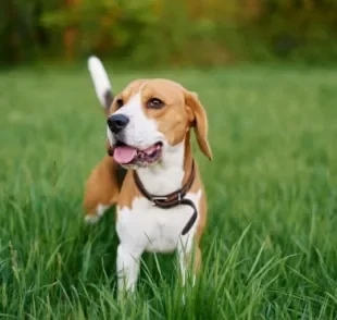 Beagle: personalidade do cãozinho é apaixonante e marcada por muita inteligência