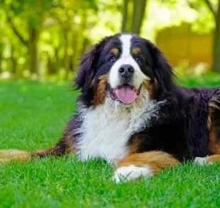 O Bernese Mountain Dog é extremamente companheiro, obediente e leal à sua família