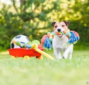 Veja os melhores brinquedos para cachorro de acordo com a personalidade e idade de cada pet