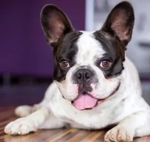 O Buldogue Francês é um cachorro de pequeno porte muito sociável, tranquilo e brincalhão