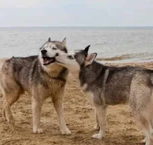 A castração inibe os comportamentos sexuais, mas será que cachorro castrado ainda cruza?