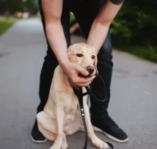 Cachorro engasgado: quadro deve ser investigado quando ocorre frequentemente