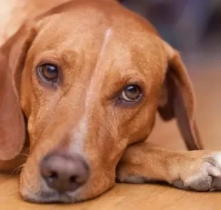 Brincar com o cachorro e estimular atividades físicas é uma forma de lidar com o estresse canino