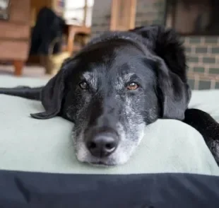 Uma das formas de como ensinar cachorro velho a fazer as necessidades no lugar certo é com recompensas