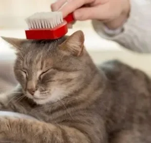 Para escolher a escova para tirar pelo de gato ideal, é preciso levar em conta o tipo de pelagem