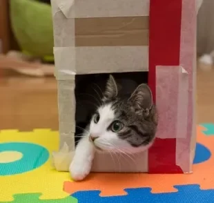 Como fazer brinquedos para gatos? Papelão, garrafa pet e outros materiais podem ser utilizados!