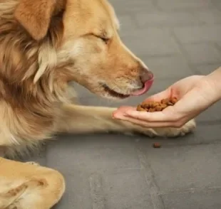 Aprender como fazer comedouro para cães de rua é uma ótima forma de ajudar quando você não pode resgatar animais
