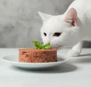 O patê para gatos é uma opção de alimento nutritivo e saboroso, mas que deve ser oferecido com moderação