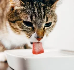 Como fazer o gato beber água: o ideal é que os felinos ingiram pelo menos 50 ml do líquido para cada kg