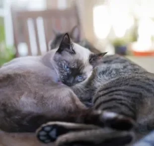 Feridas na pele do gato de cuidados com a limpeza para não infeccionarem