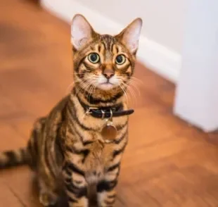 O Toyger é um gato parecido com tigre que tem várias qualidades