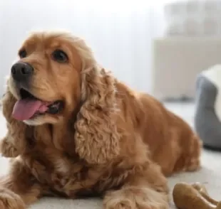 Creche de cachorro: custo e benefício das opções deve ser levado em conta