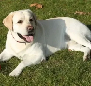 Cuidar de cachorro requer atenção com alguns detalhes para proporcionar qualidade de vida ao animal