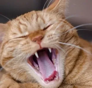 Os dentes do gato precisam de cuidados diários para evitar problemas bucais