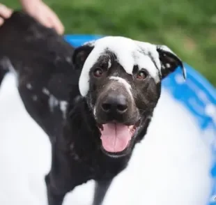 O banho de cachorro deve ser oferecido com um intervalo mínimo de 7 dias